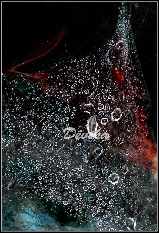 Rosa v pavučině