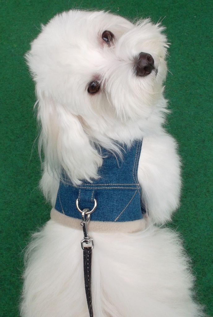 Džínové kšíry- béžové se stojáčkem vel. S-Sleva-poslední kus