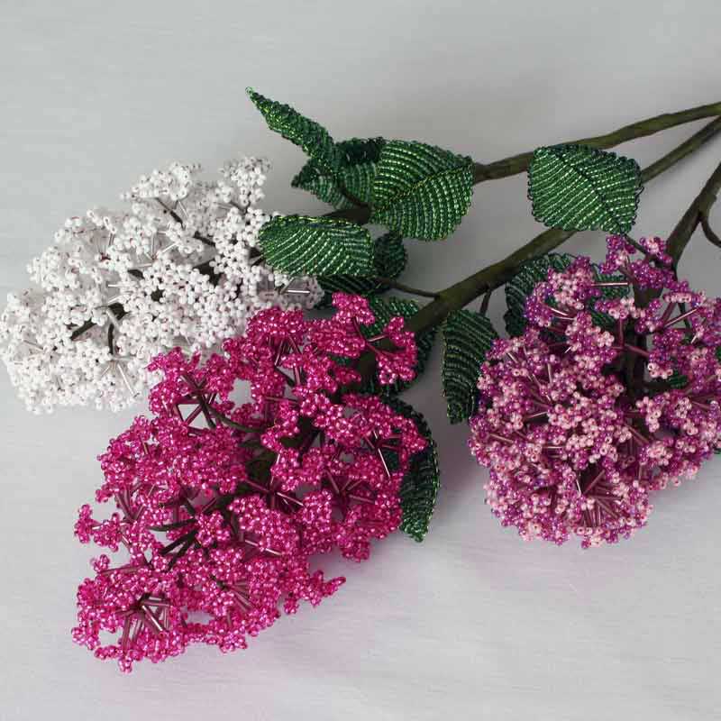 Šeříky korálkové