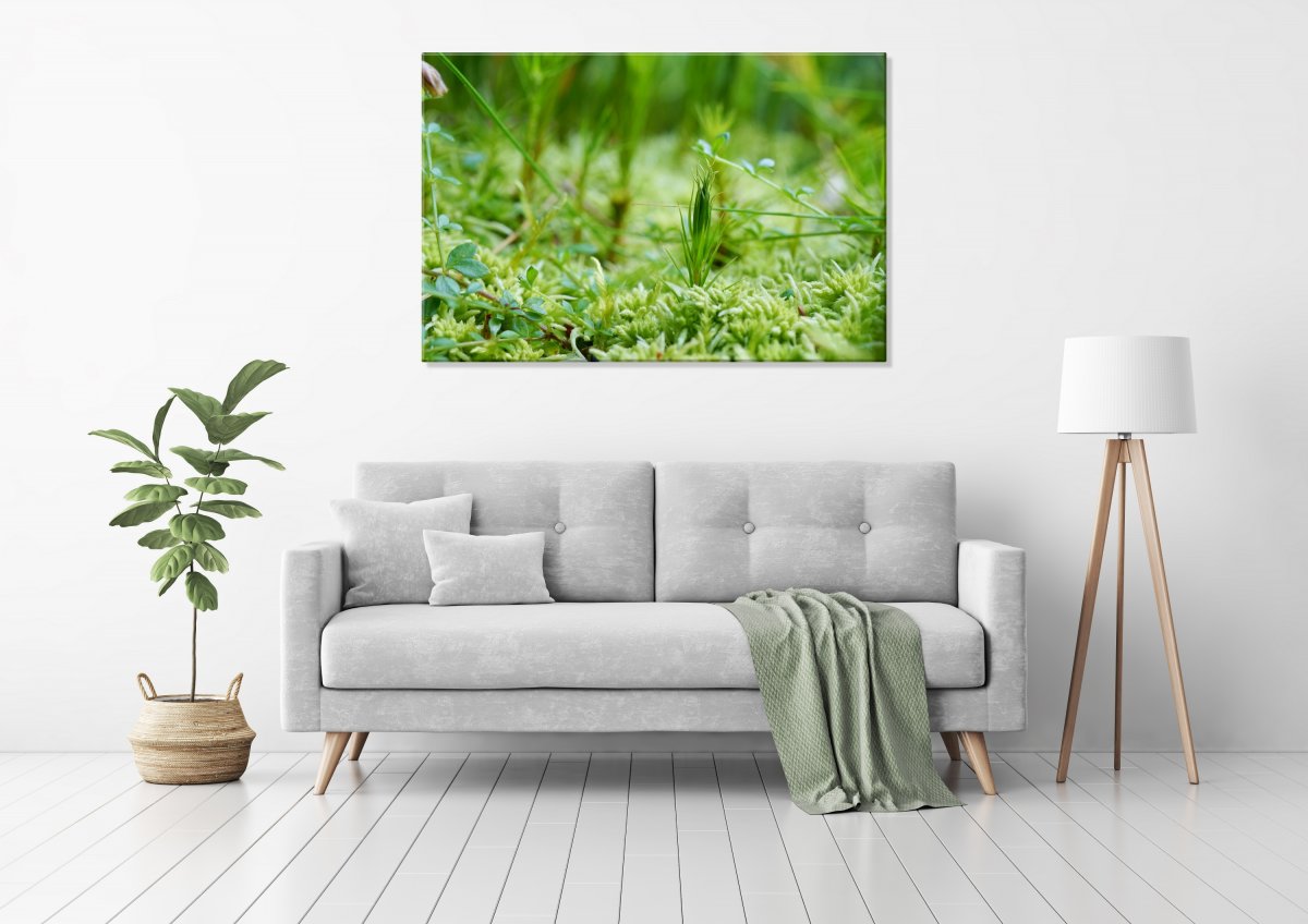 Mechový svět (Fotoobraz 60x45 cm)