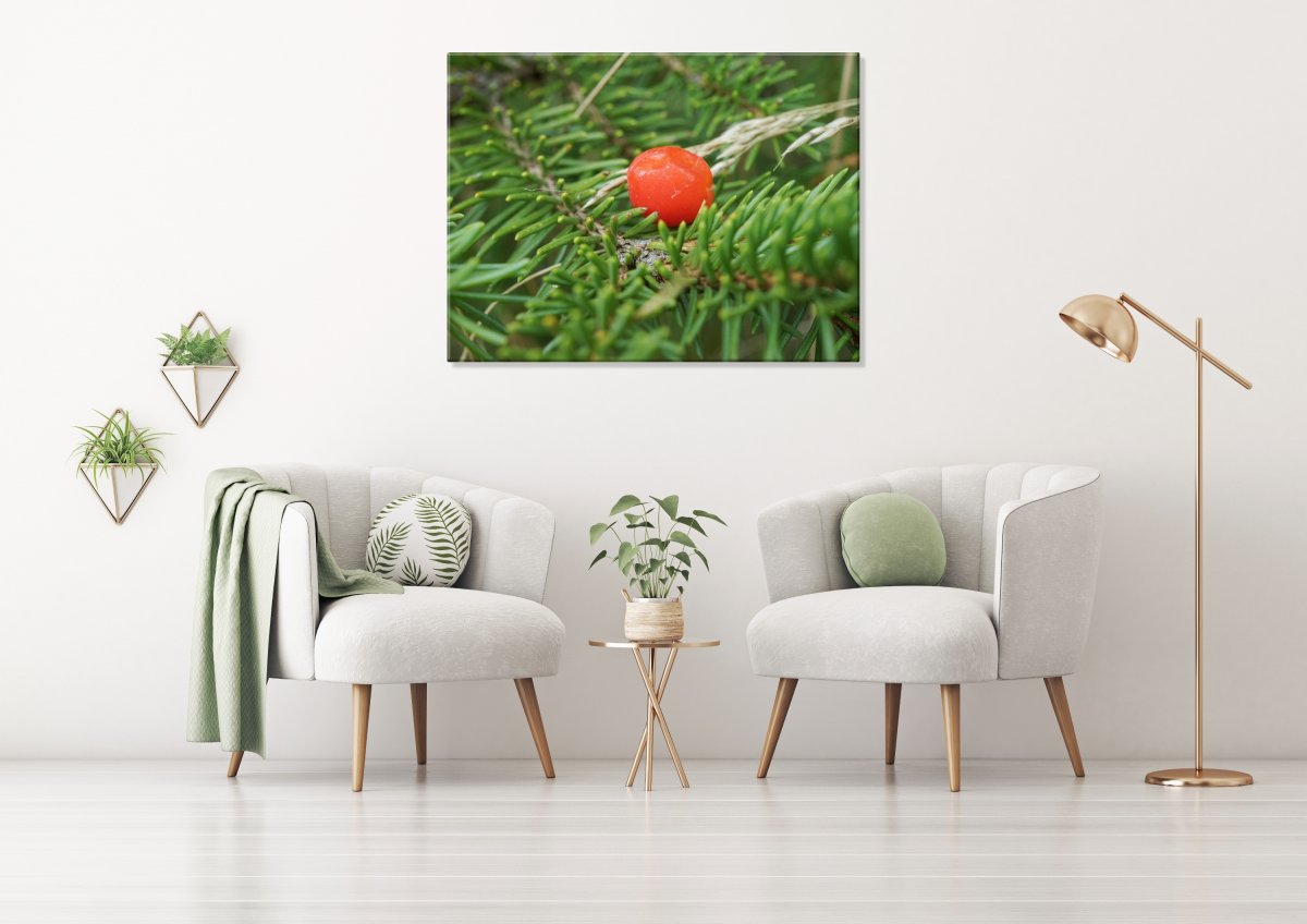 V náručí jehličí (Fotoobraz 60x45 cm)