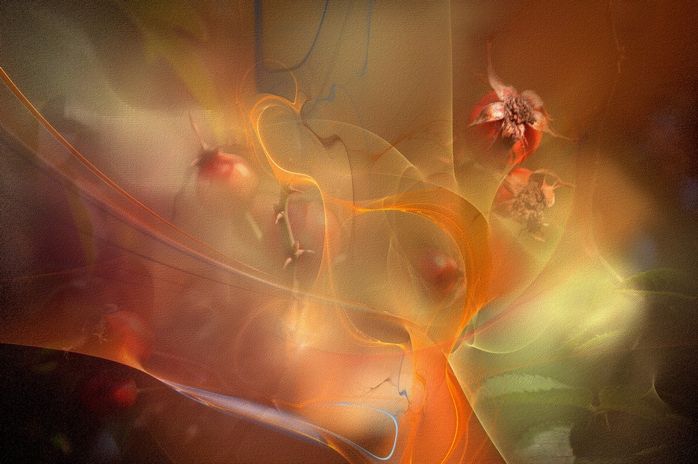 O vůni čaje z šípků