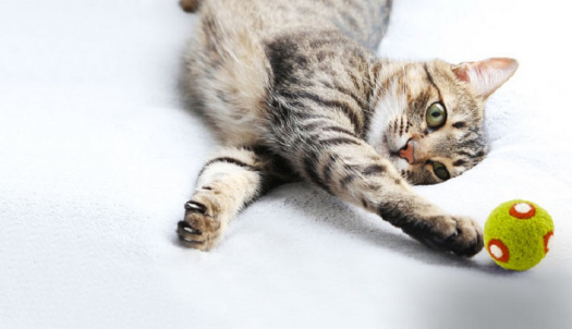 Kulička pro kočku s kozlíkem - Muchomůrky v trávě