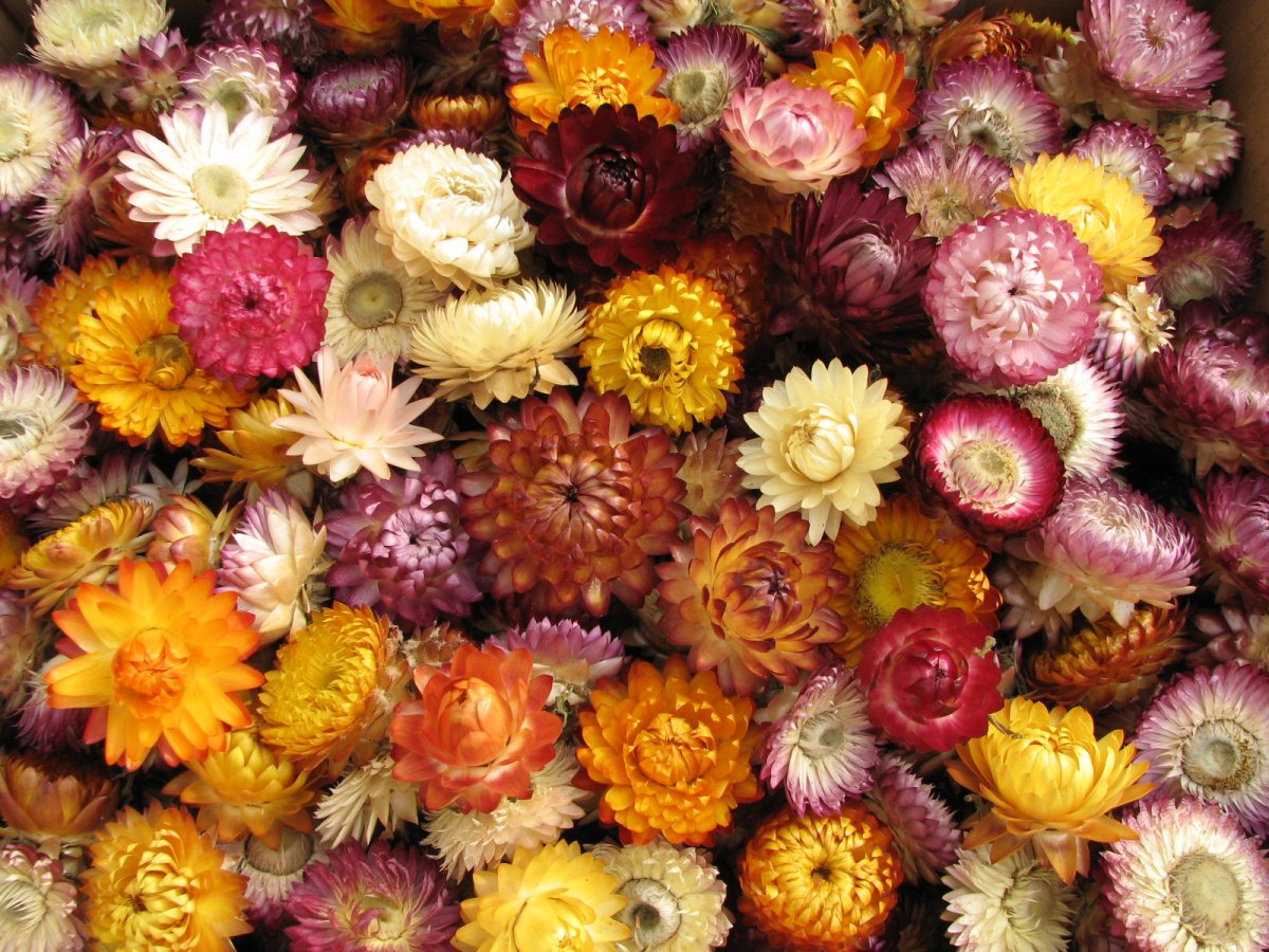 Krabice Slaměnek - 200 květů