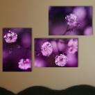 Fotografia - Fialový kvet