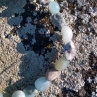 náramek: larimar valouny (1)