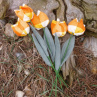 Když jaro přichází a tulipány rozkvétají. č 1034