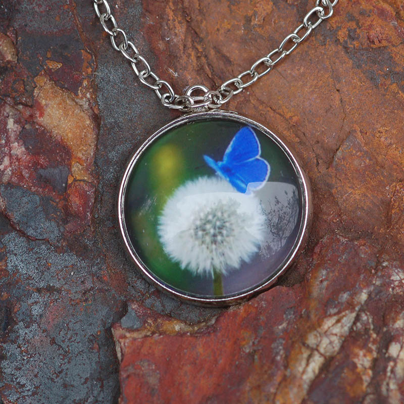 Modrásek v pampeliškách