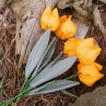 Když jaro přichází a tulipány rozkvétají. č 1033
