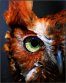 Owl Sísa