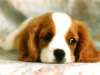 Marcellina