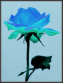blue rose