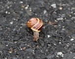murami