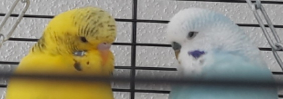 Anduláci vlnkovaní